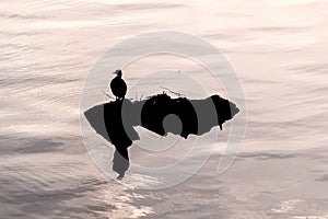 Silhouette of a cormorant (Phalacrocoracidae) sitting on a little rock in a lake