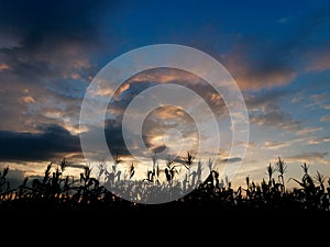 Silhouette Corn tree with cloudy in sunset time