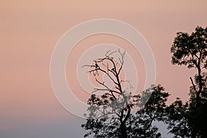 Silhouette of corvid birds roosting in trees at dusk