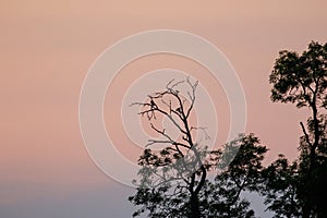 Silhouette of corvid birds roosting in trees at dusk photo