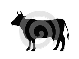 The silhouette of a cow. Domestic animal.