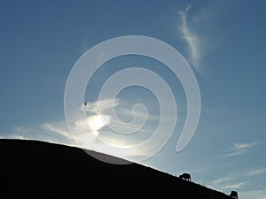 The silhouette of the cow high on the sunny hill