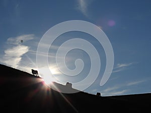 The silhouette of the cow high on the sunny hill