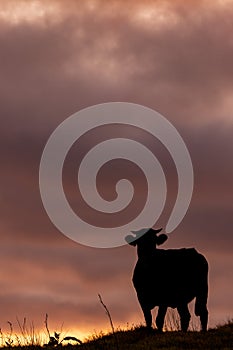 Silhouette of cow in the sunset, Azores travel destination, happy