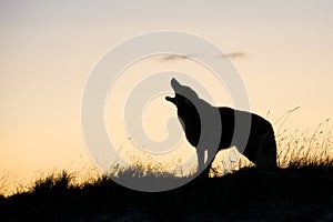 Silhouette of coyote howling at sunrise photo
