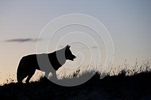 Silhouette of coyote on prairie