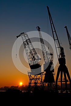 Silhouette of cranes