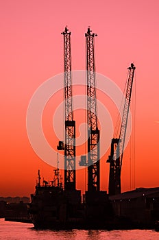 Silhouette of cranes during sunrise