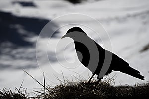 Silhouette of croak black bird on white snow raven crow