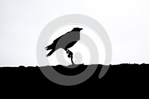 Silhouette of a crow