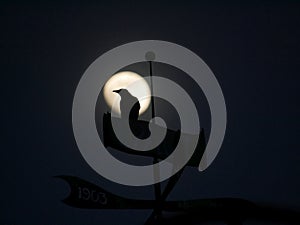 Silhouette of a crow perched on a sign board against the backdrop of the full moon.