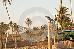 Silhouette of a crow sitting