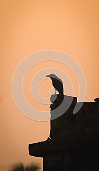 Silhouette of a crow sitting on a corner of a rooftop at dusk.