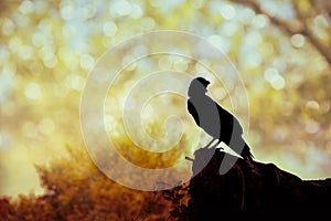 Silhouette of a crow on stone over blurred abstract background.