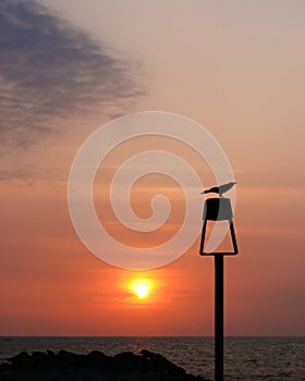 Silhouette of a crow on a streetlight in a Kappad beach Calicut Kerala India