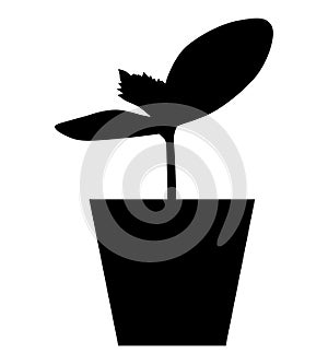 Silhouette of cucumber seedlings in a pot