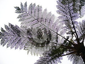 Silhouette of Cyatheales fern leaves photo