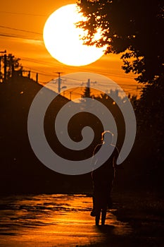 The silhouette of the cyclist can be seen on the street at sunset. The wind blows summer fluffs visible in the sunlight.