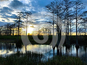 Silhouette of cypress trees and bayou during sunset in the swamp