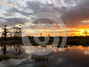 Silhouette of cypress trees and bayou during sunset in the swamp