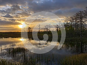 Silhouette of cypress trees and bayou during sunset in the swamp