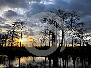 Silhouette of cypress trees and bayou during sunset in the swamp