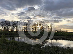 Silhouette of cypress trees and bayou during sunset in the swamp