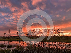 Silhouette of cypress trees and bayou during sunset in the swamp