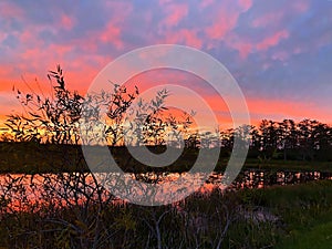 Silhouette of cypress trees and bayou during sunset in the swamp