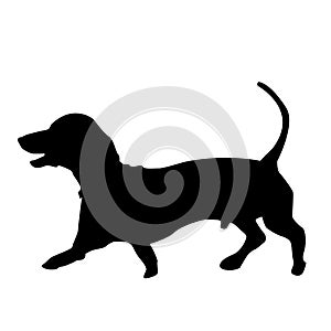 Silhouette of dachshund dog