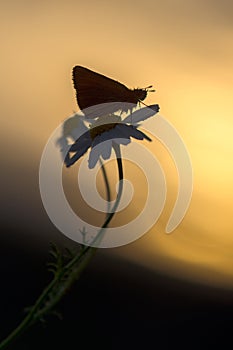 Silhouette Damas immaculata butterfly