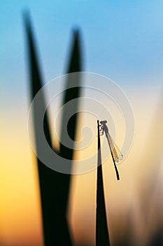 Silhouette damselfly