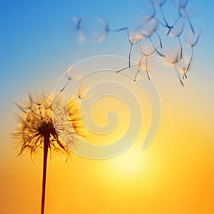 Silhouette of dandelion against the backdrop of the setting sun.