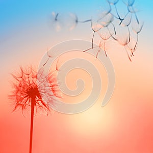 Silhouette of dandelion against the backdrop of the setting sun.