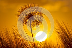 Silhouette of a dandelion on the background of a sunny sunset in a field of grass. Nature and wildflowers