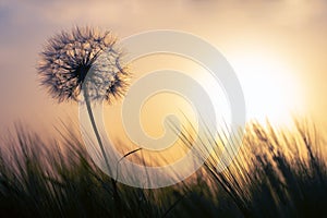 Silhouette of a dandelion on the background of a sunny sunset in a field of grass. Nature and wildflowers