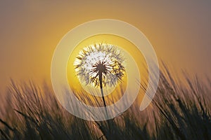 Silhouette of a dandelion on the background of a sunny sunset in a field of grass. Nature and wildflowers