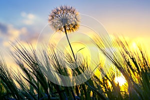Silhouette of a dandelion on the background of a sunny sunset in a field of grass. Nature and wildflowers