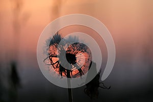 Silhouette of a dandelion and blades of grass against a sunset, shallow depth of field and selective focus