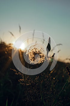 Silhouette of a dandelion in a field with tall grass at sunset