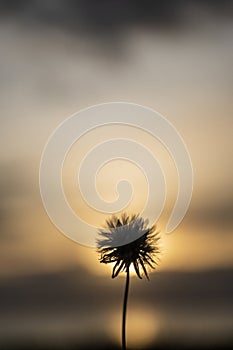 Silhouette of a dandelion flower against the sunse