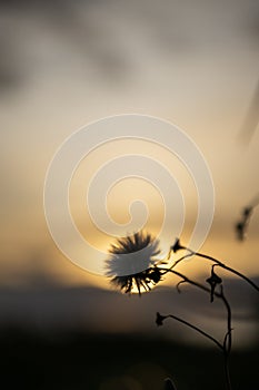 Silhouette of a dandelion flower against the sunse