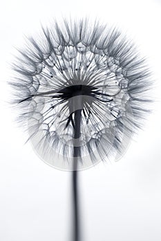 Silhouette of Dandelion fluff