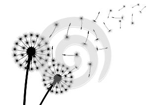 Silhouette of dandelion with flying seed or spore