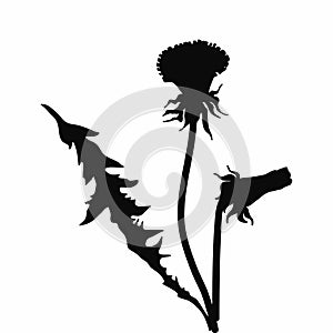 Silhouette of a dandelion with flying seeds. Black contour of a dandelion. Black and white illustration of a flower