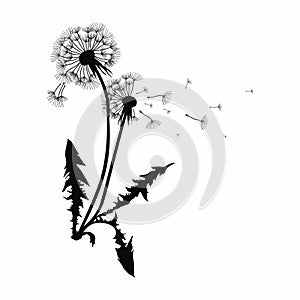 Silhouette of a dandelion with flying seeds. Black contour of a dandelion. Black and white illustration of a flower