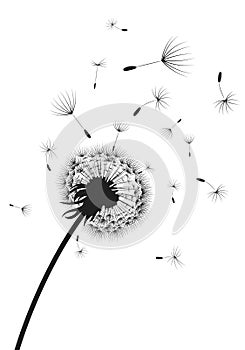 Silhouette of a dandelion with flying seeds. Black contour of a dandelion. Black and white illustration of a flower