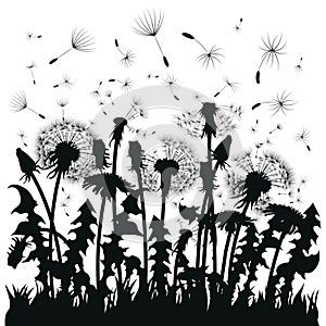 Silhouette of a dandelion with flying seeds. Black contour of a dandelion. Black and white illustration of a flower