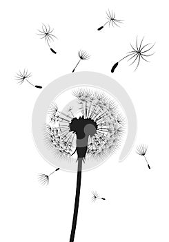 Silhouette of a dandelion with flying seeds. Black contour of a dandelion. Black and white illustration of a flower