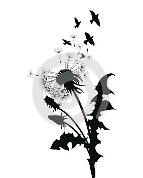 Silhouette of a dandelion with flying seeds. Black contour of a dandelion. Black and white illustration of a flower